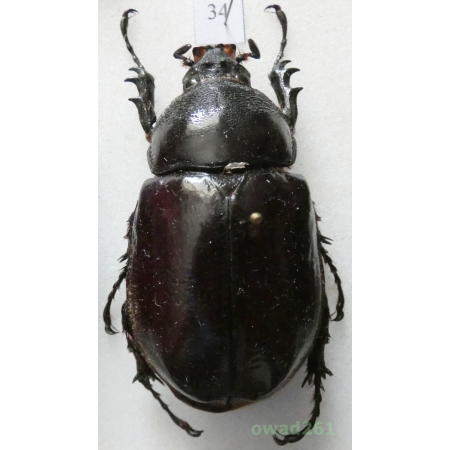 Augosoma centaurus (Fabricius, 1775) female Cameroon +50mm34